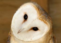 news.2009.barnowl